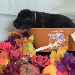 Green collar - Black male German Shepherd puppy in Wahoo, Nebraska from Von Solidago