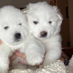American Eskimo Dogs from Sondra Dankberg's American Eskimo Dogs