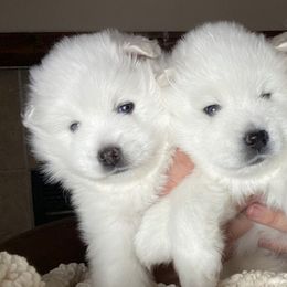 American Eskimo Dogs from Sondra Dankberg's American Eskimo Dogs