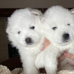 American Eskimo Dogs from Sondra Dankberg's American Eskimo Dogs
