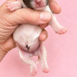 Lyric - Liver and white female Shih Tzu puppy in Tallahassee, Florida from Bows and Bow Ties