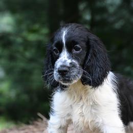 Luna - Black and white female English Springer Spaniel puppy in Huntingdon, Pennsylvania from Leila Ferrucci