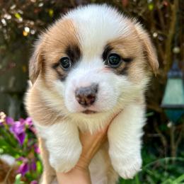 Ghost - Red female Pembroke Welsh Corgi puppy in Birmingham, Alabama from Delaney’s Corgis