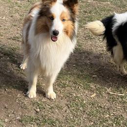 Nemo - Sable merle and white male Shetland Sheepdog puppy in Frazeysburg, Ohio from Mountain High Kennels