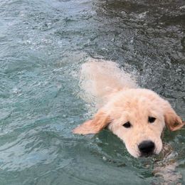 Golden Retriever, Goldendoodle, and Sheepadoodle Puppies from Guppy Puppies