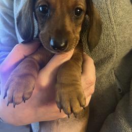 Dachshund Puppies from Scottland Ranch Dachshunds