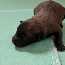 Dark Sable Male - Red sable male Belgian Malinois puppy in Irmo, Texas from Kaizen Ruach Malinois