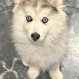 Laney - Merle female Pomsky puppy in Scandinavia, Wisconsin from Bonnie’s Little Fluffys