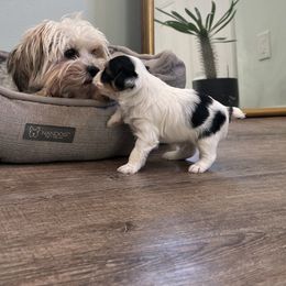 Yorkshire Terrier Puppies from Teresa Faulkner