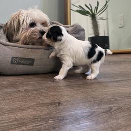 Yorkshire Terrier Puppies from Teresa Faulkner