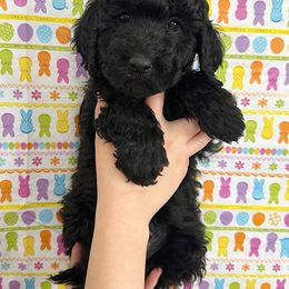 Goldendoodle Puppies from HappyHazelDoodles