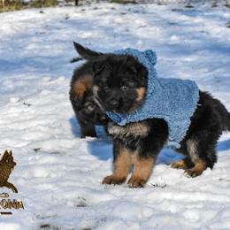 German Shepherd Puppies from Vom Wolfgang Roma Kennels