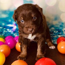 Mira - Red tri-color female Australian Shepherd puppy in West Union, Iowa from Boundless Hearts Australian Shepherds LLC
