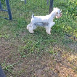 Miniature Schnauzer puppies from Belinda Donley's Miniature Schnauzer
