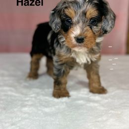 Hazel - Blue merle female Bernedoodle puppy in Sugarcreek, Ohio from Cuddly Companion Doodles