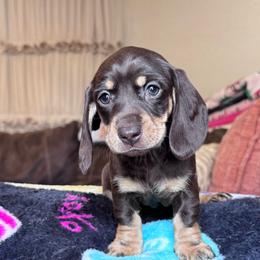Cristina - Chocolate and tan female Dachshund puppy in Hornbeck, Louisiana from A&Z Mini Dachshunds