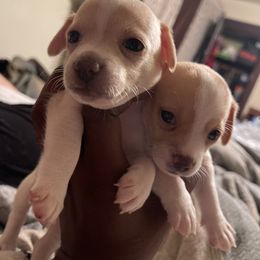 Chihuahua Puppies from Pittsburgh Paw Prints