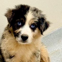 Cyclone - Blue merle male Australian Shepherd puppy in Mineral Wells, Texas from A6 Australian Shepards