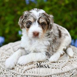 Mesa - Chocolate merle male Bernedoodle puppy in Tucson, Arizona from Sun Valley Goldendoodles