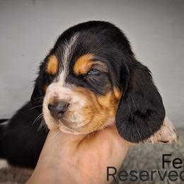 Fern - Black brown and white male Basset Hound puppy in Mack's Creek, Missouri from Mack's Creek Basset Hounds