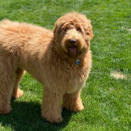 Bourbon - Australian Labradoodle