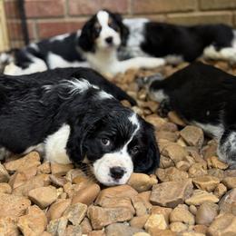 English Springer Spaniel Puppies from Butterfield Trail Farm