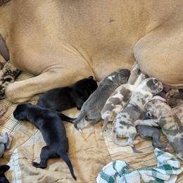 Australian Shepherd and Great Dane Puppies from AEW Farm