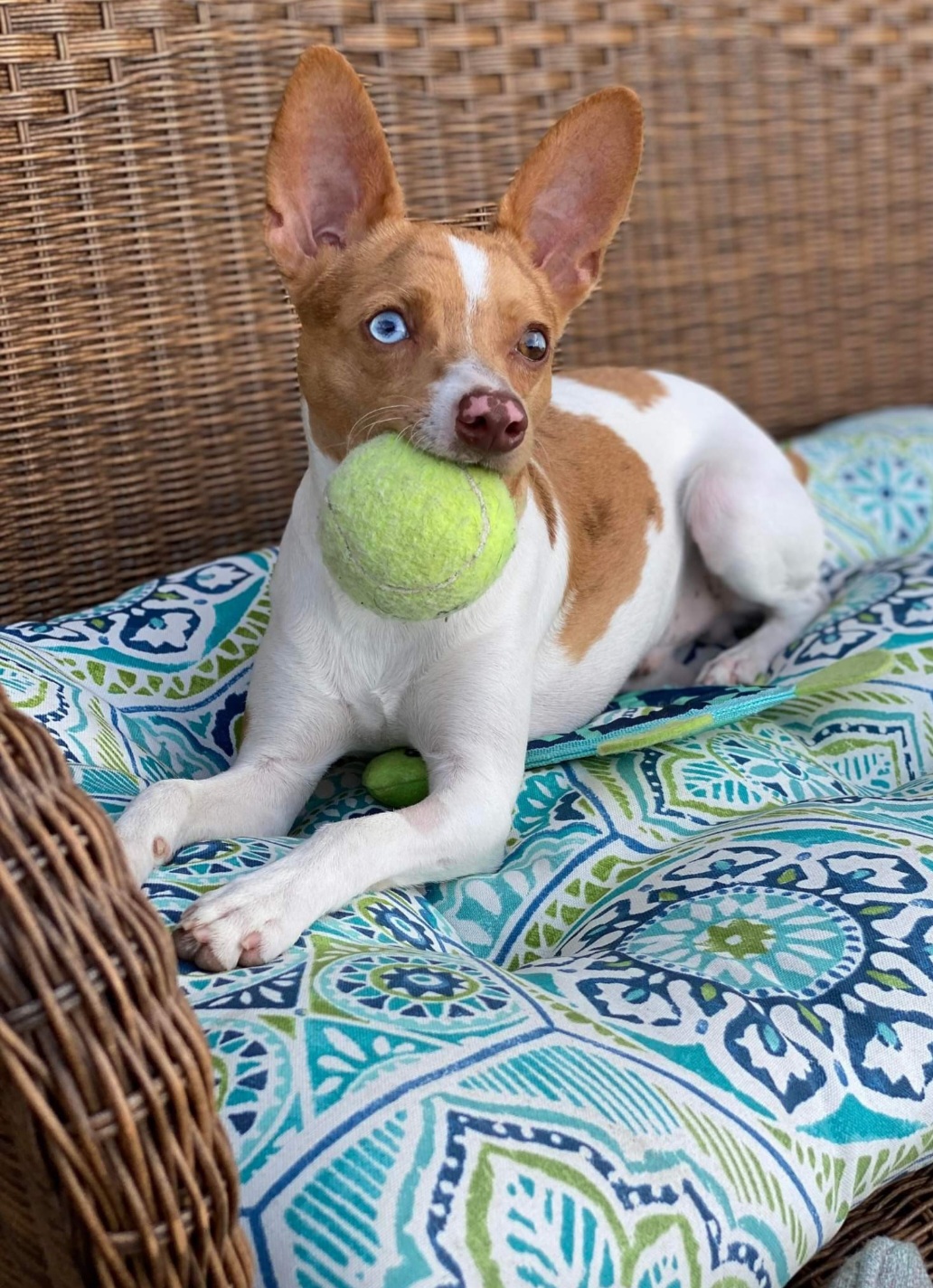 Rat Terrier Puppies from CaliRats Rat Terriers