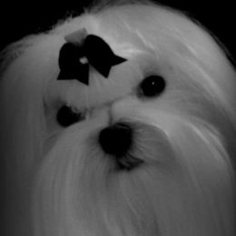 Maltese from RagTak Maltese