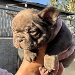 Boy 2 - Blue French Bulldog puppy in Rancho Cucamonga, California from Kobe’s Kennels
