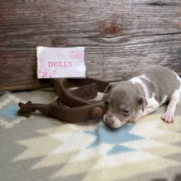 Dolly Parton - Fawn white and tan female Rat Terrier puppy in Cushing, Oklahoma from Northwoods Rat Terriers
