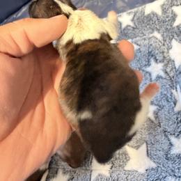 Sofia - Brindle and white female Shih Tzu puppy in Apple Valley, California from Garcia_shihtzu