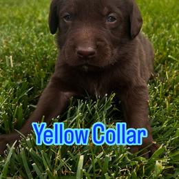 Australian Cattle Dog and Labrador Retriever Puppies from Christensen Heelers
