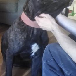 Cane Corso from CS Cane Corso and Frenchies