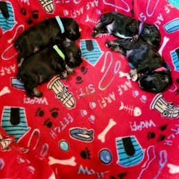 Miniature Schnauzer Puppies from Starbound Miniture Schnauzer's