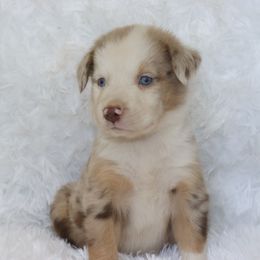 Boy 1 - Red merle Australian Shepherd puppy in Cleburne, Texas from Hudson Farm