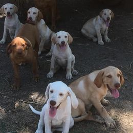 Dilute Retrievers and Labrador Retrievers from Cyrene’s Labradors