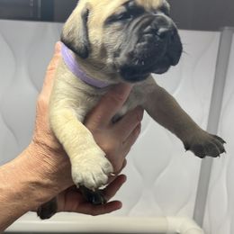 Bullmastiff Puppies from Fernandes’ Guardians Bullmastiff