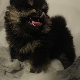Pomeranian Puppies from Silver’s Reigning Heir Poms