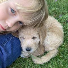Double Doodle Puppies from Riverside Doodles in Seattle