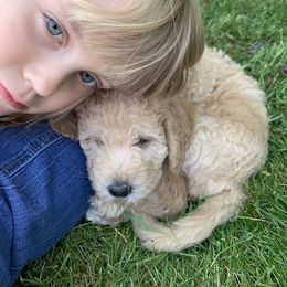 Double Doodle Puppies from Riverside Doodles in Seattle