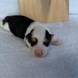 Ike-fluffy - Black and tan male Pembroke Welsh Corgi puppy in Stillwater, Oklahoma from Steele Family Farms