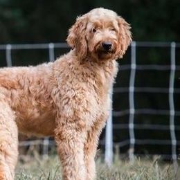 Goldendoodles from Denise Pound