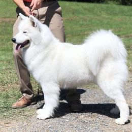 Luna - Samoyed