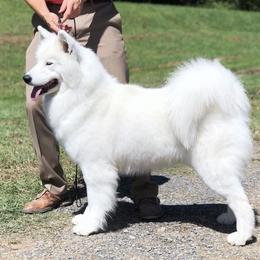 Luna - Samoyed