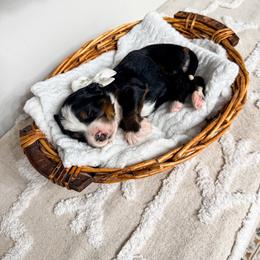 Catalina - Tri-color female Bernedoodle puppy in West Haven, Utah from Split Mountain Doodles