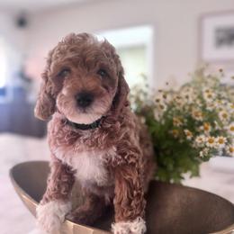 Buddy - Red male Cavapoo puppy in Sacramento County, California from Sac-Town Poodles and Doodles