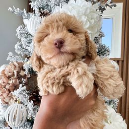 Bubbles - Cream female Poodle puppy in Atlanta, Georgia from Sprinkle Me Puppy