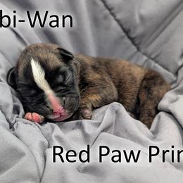 Obi-Wan - Red Paw Prints - Brindle male Boxer puppy in Sherrill, Iowa from Balltown Boxers