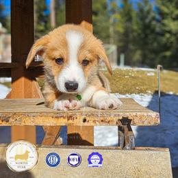 Sam Noonan - Red male Pembroke Welsh Corgi puppy in Fortine, Montana from North Star Pembroke Welsh Corgi's